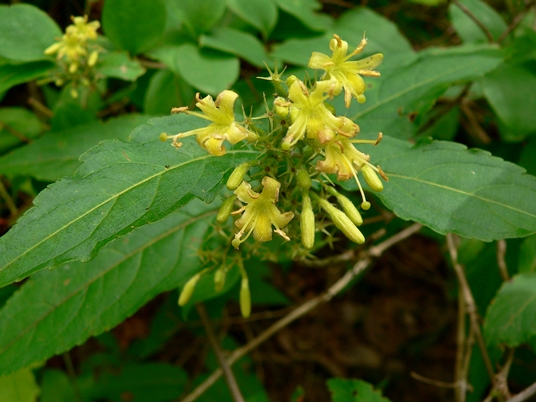 {Diervilla rivularis}